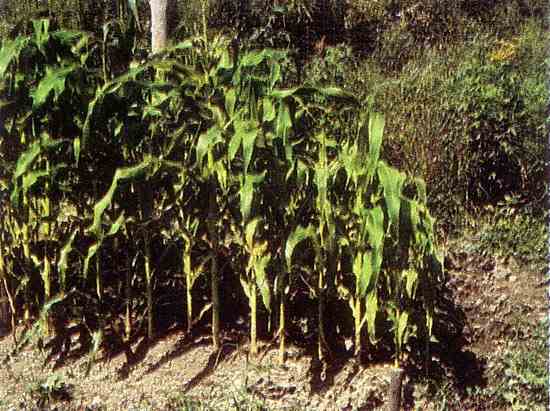 The decrease in height of corn stalks along this row indicated one of the sub-surface wet areas the author needed to fix.